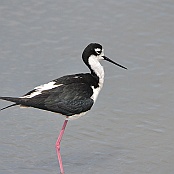 Black-necked Stilt, South Padre Island, Texas